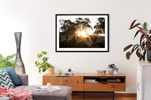 Load image into Gallery viewer, Photographic wall art, depicting cows at sunset with a black frame. Browse to find a frame and photo combination that suits your decor