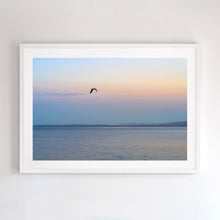 Load image into Gallery viewer, Photographic fine art print of a lone seabird flying inland at dusk, Phillip Island, Victoria, with white frame. Browse to find a frame and photo combination that suits your decor.