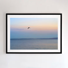 Load image into Gallery viewer, Photographic fine art, of a lone seabird flying inland at dusk, Phillip Island, Victoria, with a black frame. Browse to find a frame and photo combination that suits your decor.