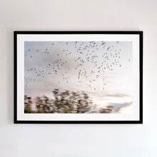 Load image into Gallery viewer, Fine art photography shot in the Murray River Region. Katandra translates to "song of birds". Shot with camera movement - a metaphor for these white cockatoos' "songs"