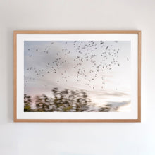 Load image into Gallery viewer, Fine art photography shot in the Murray River Region. Katandra translates to "song of birds". Shot with camera movement - a metaphor for these white cockatoos' "songs" Framed in Australian oak.