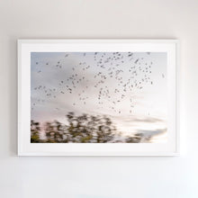 Load image into Gallery viewer, Fine art photography shot in the Murray River Region. Katandra translates to "song of birds". Shot with camera movement - a metaphor for these white cockatoos' "songs" Framed in white timber.