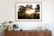 Load image into Gallery viewer, Photographic wall art, depicting cows at sunset with an Australian oak frame. Browse to find a frame and photo combination that suits your decor