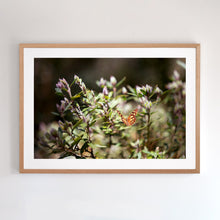 Load image into Gallery viewer, Photographic wall art, Mount Buller, Victoria, with an Australian oak frame. Browse to find a frame and photo combination that compliments your living space.