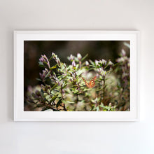 Load image into Gallery viewer, Photographic fine art print, Mount Buller, with a white frame. Browse to find a frame and photo combination that suits your decor.