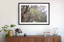 Load image into Gallery viewer, Aussie bush, black framed fine art print