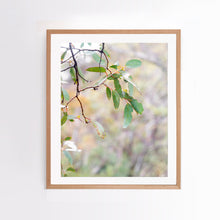 Load image into Gallery viewer, Photographic wall art, Mount Buller, Victoria, with an Australian oak frame. Browse to find a frame and photo combination that compliments your living space. 
