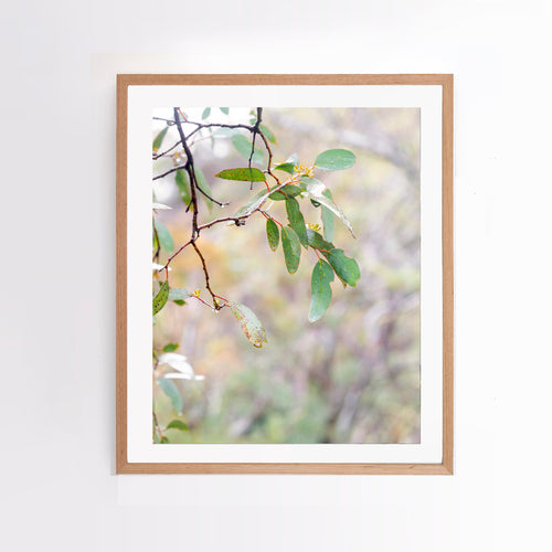 Photographic wall art, Mount Buller, Victoria, with an Australian oak frame. Browse to find a frame and photo combination that compliments your living space. 