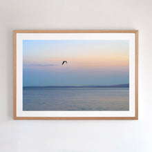 Load image into Gallery viewer, Photographic fine art print. Wall art  of a lone seabird flying inland at dusk,  Phillip Island, Victoria, with an Australian oak frame. Browse to find a frame and photo combination that compliments your living space. 
