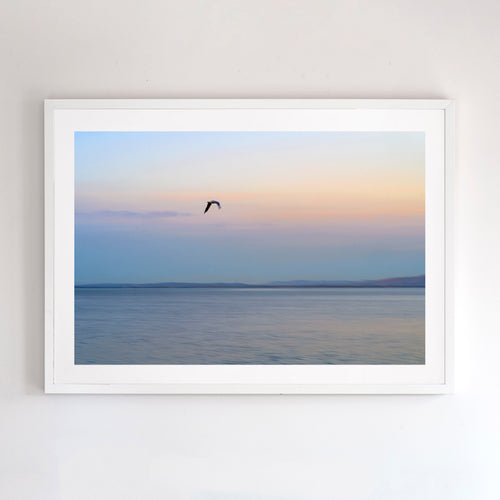 Photographic fine art print of a lone seabird flying inland at dusk,  Phillip Island, Victoria, with white frame. Browse to find a frame and photo combination that suits your decor. 