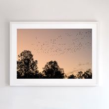 Load image into Gallery viewer, Fine art photographic print of cockatoos near the Murray River at sunset. White frame.
