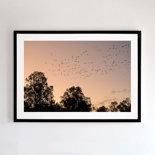 Fine art photographic print of cockatoos near the Murray River at sunset.