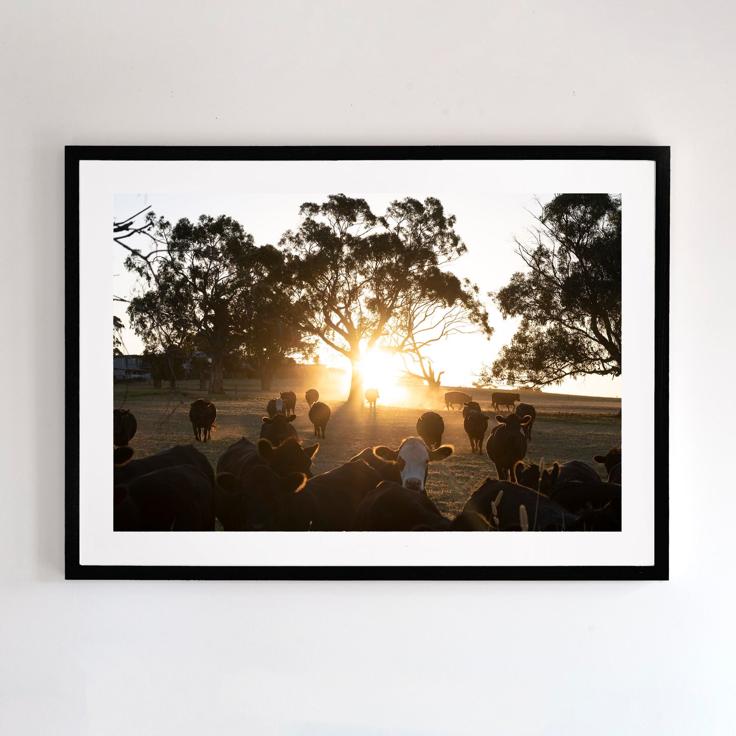 Photographic wall art, depicting cows at sunset with a black frame. Browse to find a frame and photo combination that suits your decor