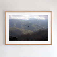 Load image into Gallery viewer, Black cockatoos at Mt Buller
