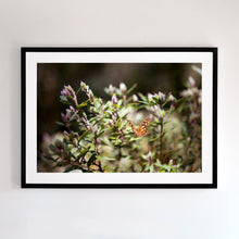 Load image into Gallery viewer, Photographic fine art, Butterfly(Balam Balam) in Mount Buller, Victoria, with a black frame. Browse to find a frame and photo combination that suits your decor.
