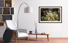 Load image into Gallery viewer, Photographic fine art, Butterfly(Balam Balam) in Mount Buller, Victoria, with a black frame. Browse to find a frame and photo combination that suits your decor.
