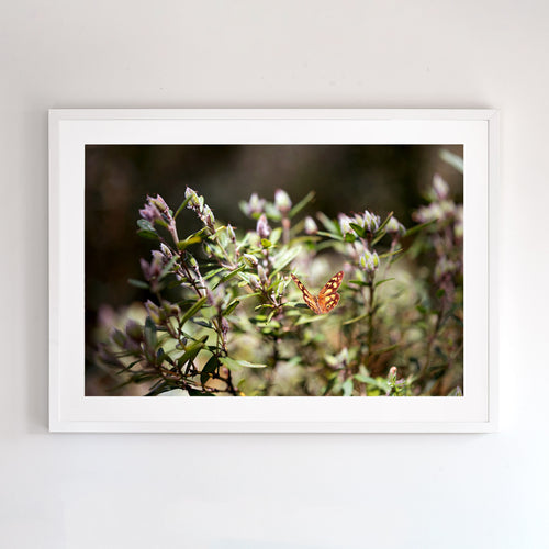 Photographic fine art print, Mount Buller, with a white frame. Browse to find a frame and photo combination that suits your decor. 