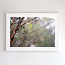 Load image into Gallery viewer, Aussie bush, white framed fine art print
