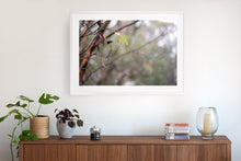 Load image into Gallery viewer, Aussie bush, white framed fine art print
