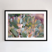 Load image into Gallery viewer, Fine art photograph of Australian Eucalyptus. Prints come with several frames options: oak, white or black.
