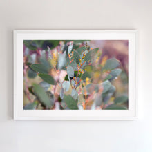 Load image into Gallery viewer, Fine art photograph of Australian Eucalyptus. Prints come with several frames options: oak, white and black. 
