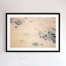 Load image into Gallery viewer, Photographic fine art, bird footprints at Cat Bay, Phillip Island, Victoria, with a black frame. Browse to find a frame and photo combination that suits your decor.
