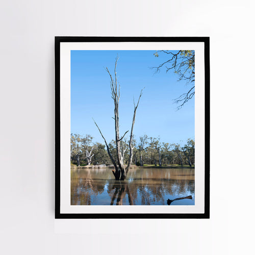 Portrait, vertical orientation. Photographic print of Murray River region, mounted in Australian black timber.