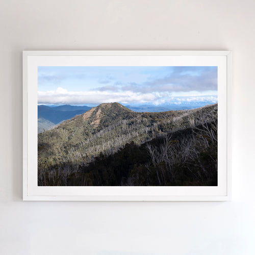 Photographic wall art of Little Buller with white timber frame.