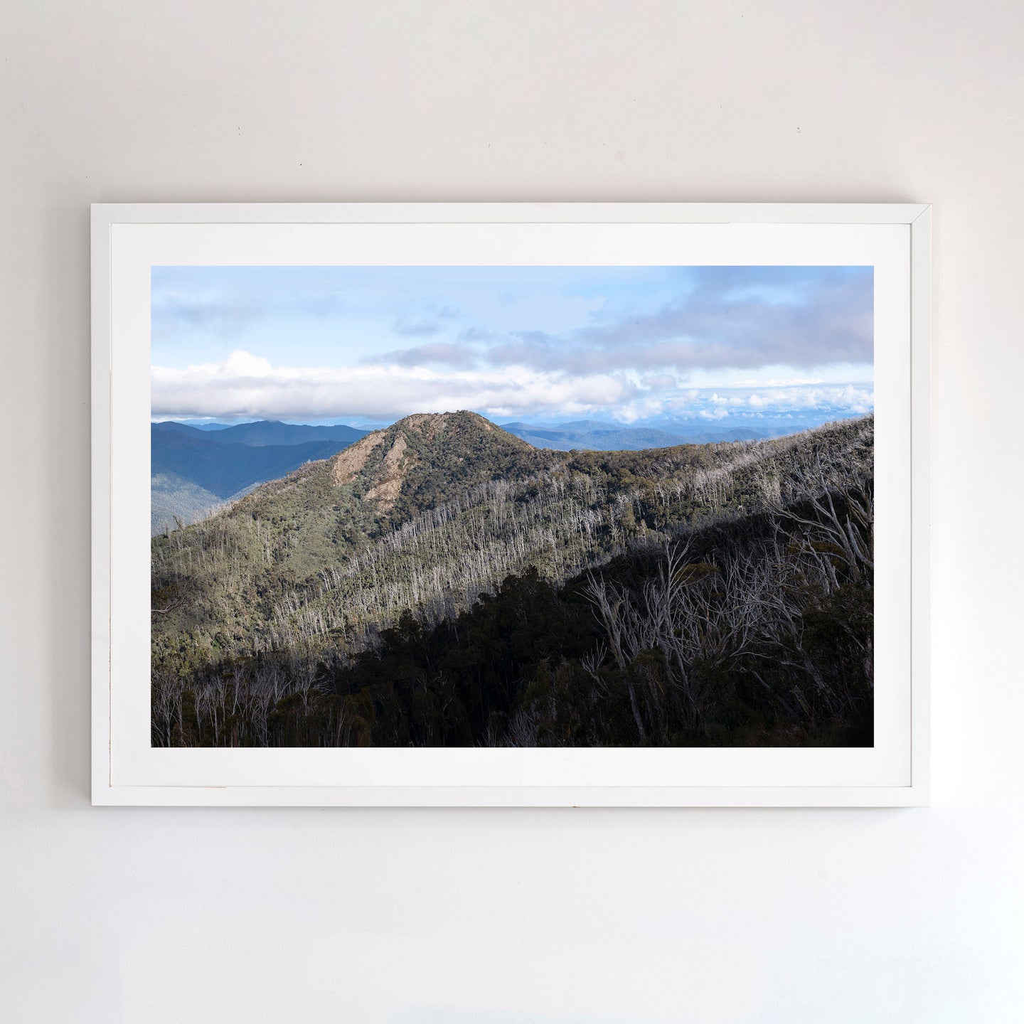 Photographic wall art of Little Buller with white timber frame.